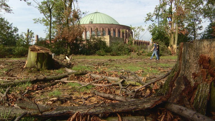 Blick auf die Düsseldorfer Tonhalle, im Vordergrund zerstörte Bäume