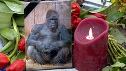 Foto eines Gorillas, am Bilderrahmen ein Trauerflor, daneben eine brennende Kerze
