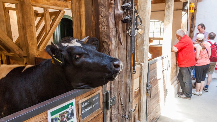Im Vordergrund schaut eine Kuh aus dem Stall, im Hintergrund stehen Besucher