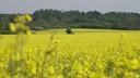 Blick auf ein blühendes Rapsfeld