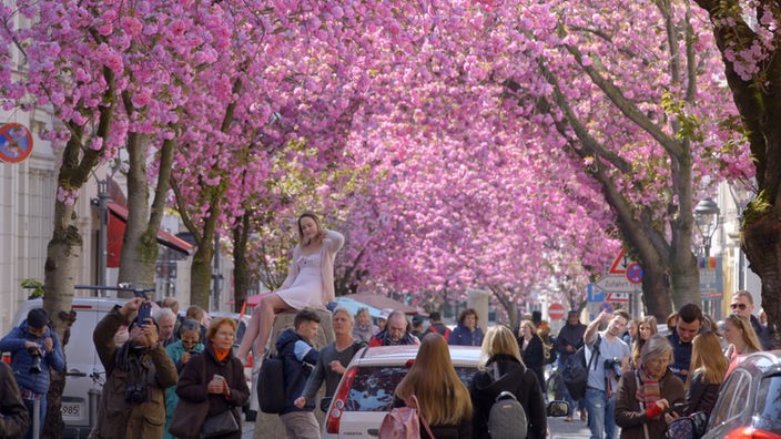 Viele Menschen schlendern durch eine Straße mit blühenden Kirschbäumen 
