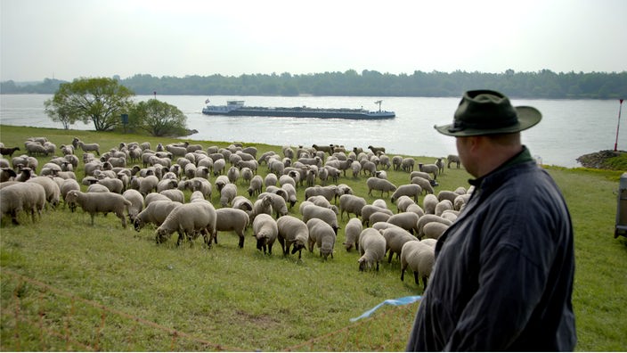 Ein Schäfer mit seiner Herde am Deich, im Hintergrund ein Binnenschiff auf dem Rhein