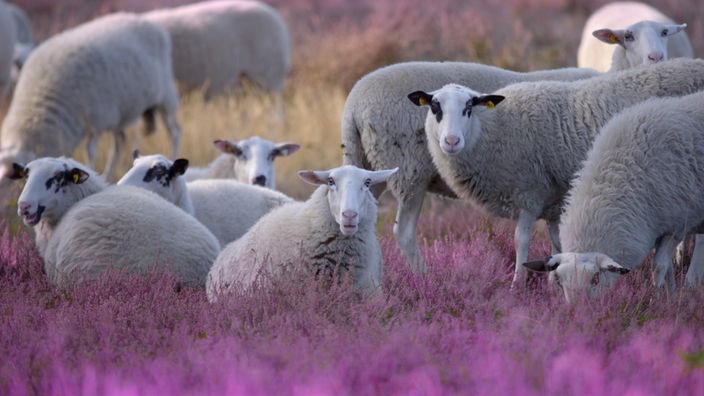 Schafe auf der lila Heide
