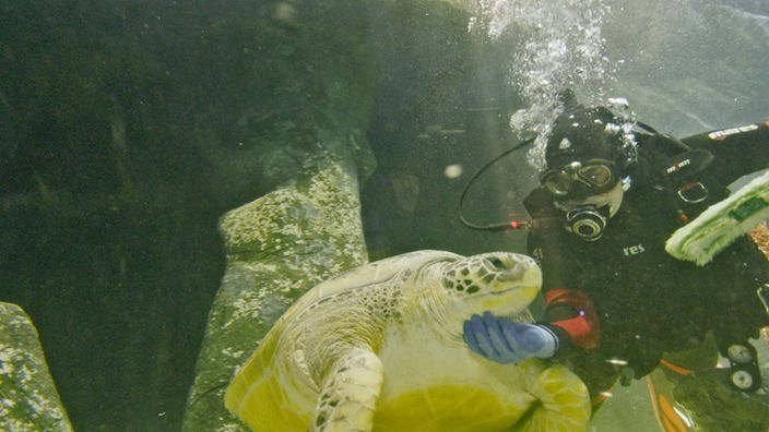 Ein Taucher streichelt eine Schildkröte