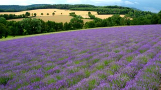 Blick auf eine hügelige Landschaft, im Vordergrund ein Lavendelfeld
