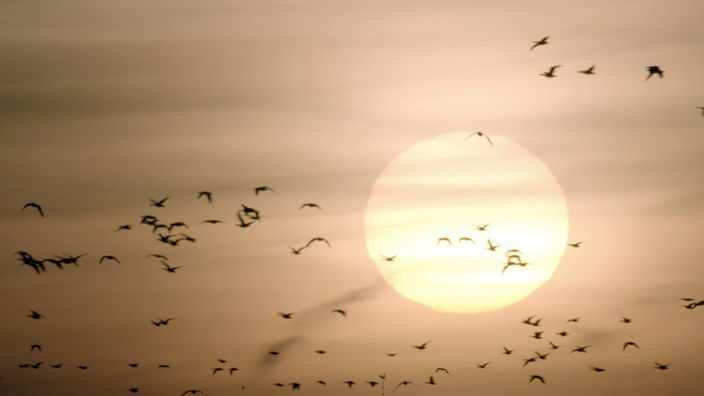 Vögel fliegen vor der aufgehenden Sonne