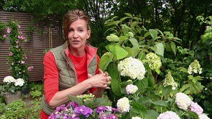 Hortensien: Tipps und Tricks für eine prächtige Blütenpracht