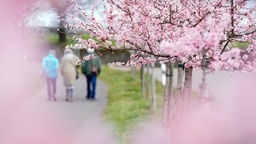Spaziergänger unter rosa Mandelblüten in Rheinland-Pfalz