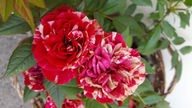 Rot-weiße Rosen 