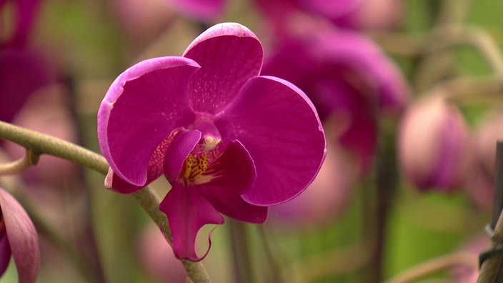 Blühende Orchidee in einem Schauhaus im Botanischen Garten in Solingen.