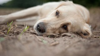 Ein älterer Hund liegt im Freien auf der Erde und wirkt traurig