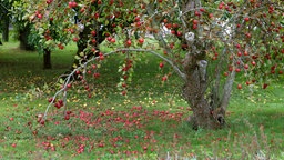 Früchte tragender Apfelbaum.