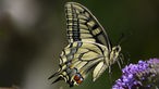 Ein Schmetterling sitzt auf einer Flieder-Blüte.