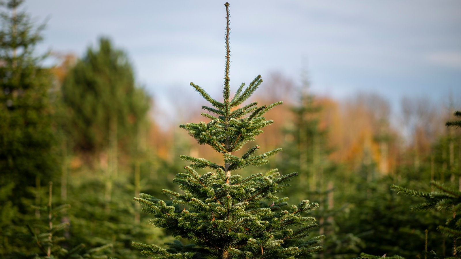 Tipps für den Weihnachtsbaumkauf - Hier und heute - Fernsehen - WDR