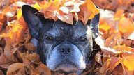 Herbst Spaziergangfoto