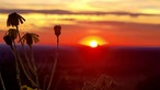 Rote Abendlichter im Hintergrund eines kleinen Blumengewächses