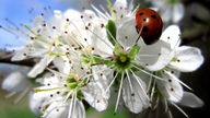 Ein Marienkäfer auf einer weißen Blüte.