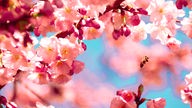 Eine fleißge Biene im Anflug auf die rosa-farbenen Blüten eines Kirschbaumes.