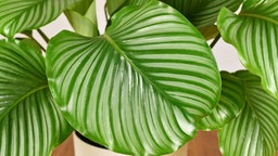 Calathea