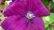 Ihre schönsten Clematis-Fotos