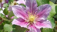 Ihre schönsten Clematis-Fotos