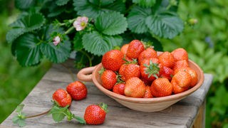 Erdbeeren in einer Schüssel im Garten