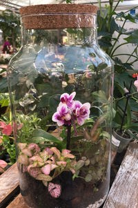 In einem Flaschengarten blühen kleine Orchideen,