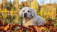 Hund zwischen Blättern
