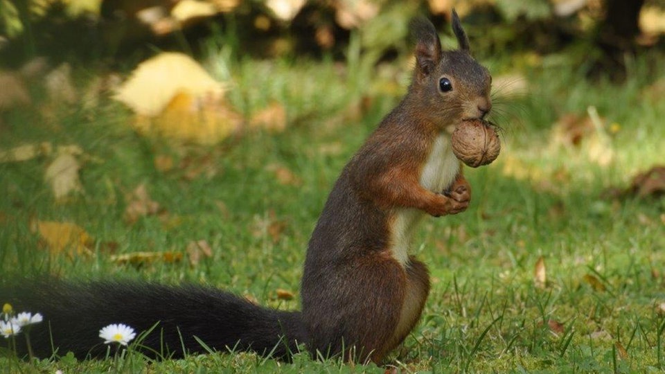 Fotos: Herrlicher Herbst Und Altweibersommer - Hier Und Heute ...