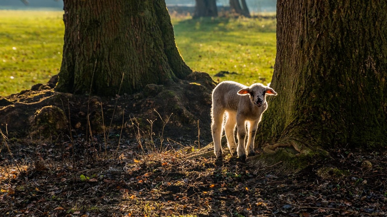 Fotos: Herrlicher Herbst Und Altweibersommer - Hier Und Heute ...