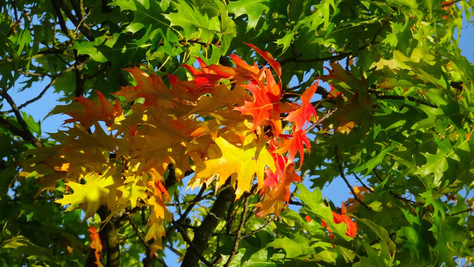 Fotos: Herrlicher Herbst Und Altweibersommer - Hier Und Heute ...