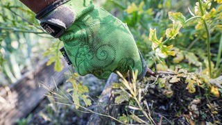 Eine Hand in grünem Handschuh zupft Unkraut.
