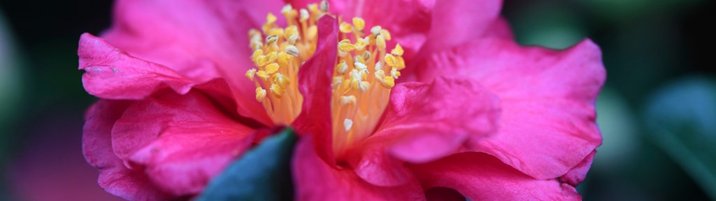 Blüte einer Herbst-Kamelie.