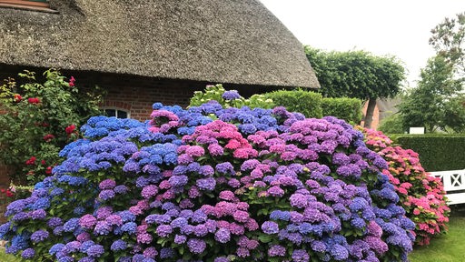 Hortensienstrauch mit blauen und violetten Blüten vor einem Haus mit Reetdach