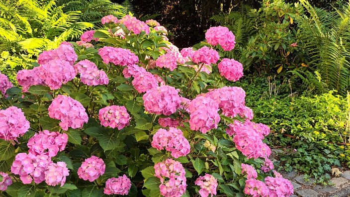Hortensien – Tipps für die perfekte Blütenpracht - Hier und heute -  Fernsehen - WDR