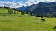 Aussicht auf Berge und eine Weide mit Kühen
