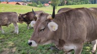 Kühe im Allgäu
