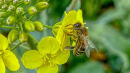 Eine Biene an einer Rapsblüte.