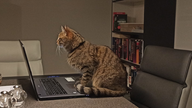 Eine Katze die vor einem Laptop sitzt