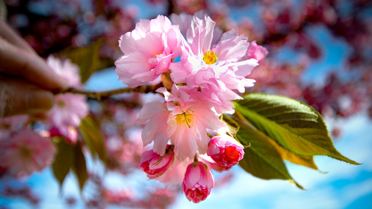 Kirschblüten