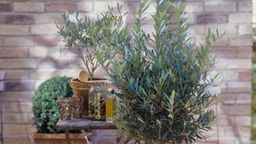 Olivenbäumchen