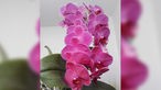 Schöne Orchideen