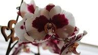 Schöne Orchideen