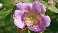 Insektenfreundliche Rosen: Tipps vom Gärtnermeister