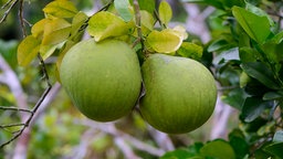 Reifende Pomelofrüchte am Baum