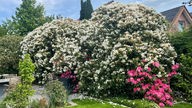 Rhododendron