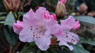 Rhododendron