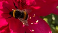 Rhododendron