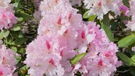 Rhododendron