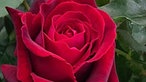 Rote Rose 